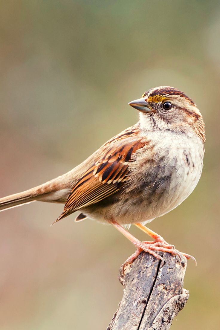 Birds — identification photo