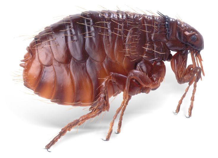 Fleas — identification photo