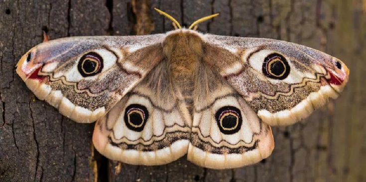 Moths — identification photo