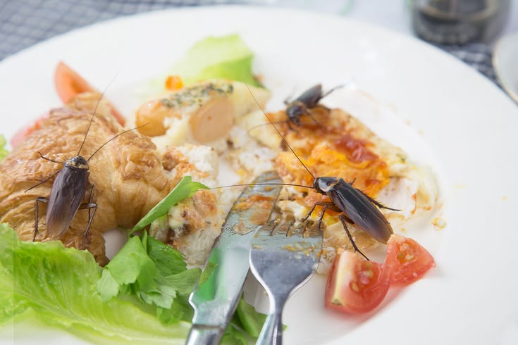 Pests in Food — identification photo