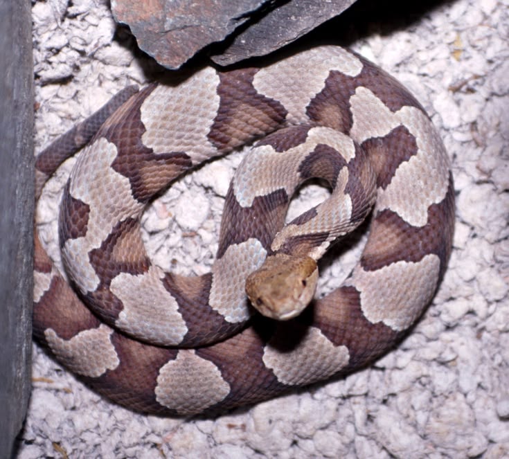 Snakes — identification photo