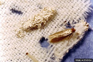 Textile Pests — identification photo