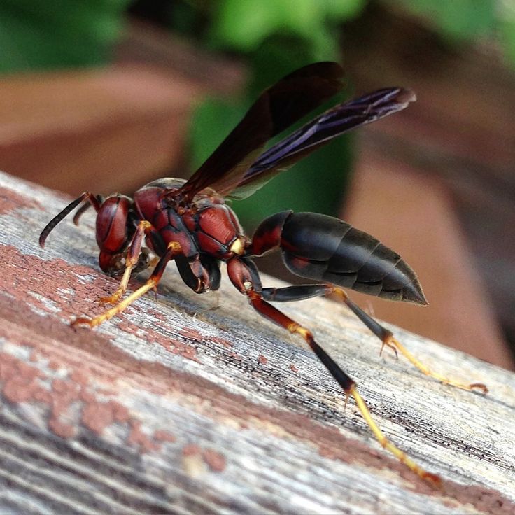 Wasps — identification photo