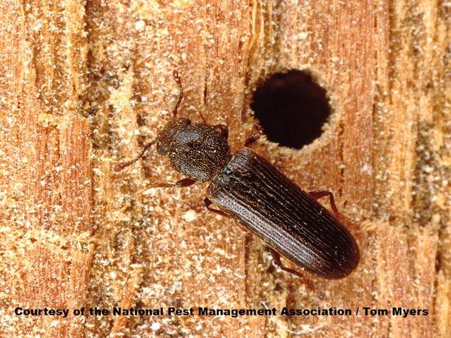 Wood Borer — identification photo